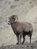 Bighorn Sheep (Ovis Canadensis) Ram with an Erection During Rut  Clear Creek County  Colorado  USA
