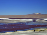 Flamingos on Laguna Colorada (Red Lagoon)  Eduardo Avaroa Andean Fauna Nat'l Reserve  Bolivia