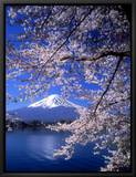 Cherry Blossoms and Mt Fuji