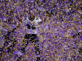Super Bowl XLVII: Ravens vs 49ers - Ma'ake Kemoeatu