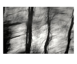 Tree Breeze
