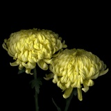 Yellow Chrysanthemum 2