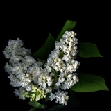 White Lilac 9