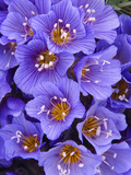 Purple Flowers