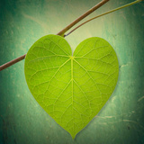 Nature Lover