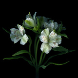 White Alstroemeria