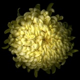 Yellow Chrysanthemum 1