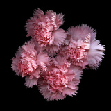 Pink Carnations
