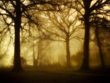 Yellow Morning