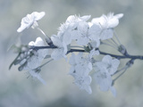 White Bouquet