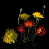 Yellow and Red Ranunculus
