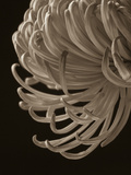 Floral Close-Up 1