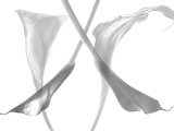 Diaphanous Calla Lilies