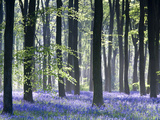 Bluebell Vision