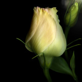 Lysianthus