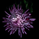 Spider Chrysanthemum 2