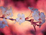 Spring Time 2