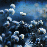 Blue Bouquet