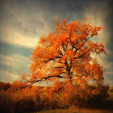 Orange Season