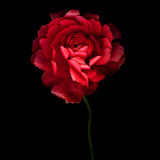 Red Ranunculus