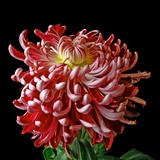 Pink Chrysanthemum 3
