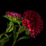 Red Aster I