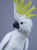 Cocky
