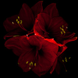Amaryllis I