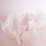 Softly Pink