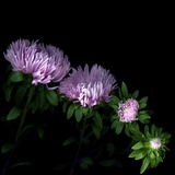 Aster
