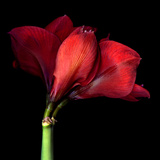 Amaryllis II