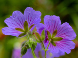 Cranesbill Geranium
