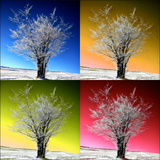 Four Seasons