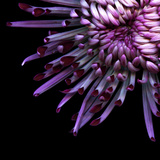 Spider Chrysanthemum