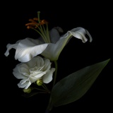 White Rose and White Lily