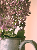 Lilac 2