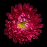 Red Aster II