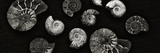 Jurrasic Spirals