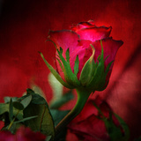 Red on Red