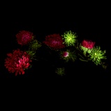 Red Aster IIi