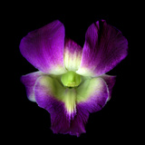 Orchid