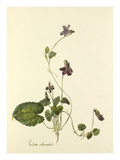 Plate 89