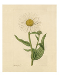 Chrysanthemum