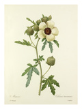 Mauve: Hibiscus trionum