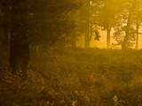Mellow Yellow