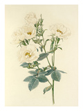 Rosa alba