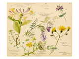 i Lonicera periclymenum  ii Vicia cracca  iii Crepis pulcra  iv Bursa pastoris  v Achillea mil
