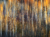 An Autumn Song
