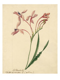 Tritonia crispa
