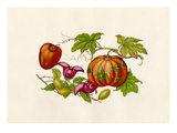 Cucurbita moschata  Ziziphus jujuba  Trapa bicornis  Cyphomandra crassicaulis